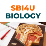 SBI4U - Biology - University Preparation - Grade 12 - Ontario online courses - Spadina International School